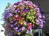 Thumbnail of Photo Number 126