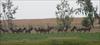 Thumbnail of Photo Number 164