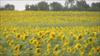 Thumbnail of Photo Number 166