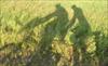 Thumbnail of Photo Number 169