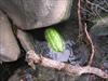 Thumbnail of Photo Number 198