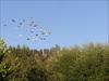 Thumbnail of Photo Number 81