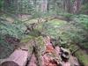 Thumbnail of Photo Number 98