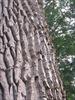Thumbnail of Photo Number 99